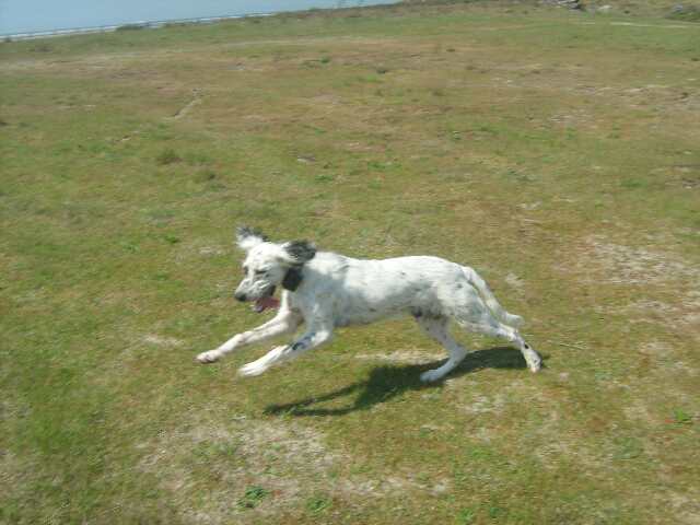 cooper