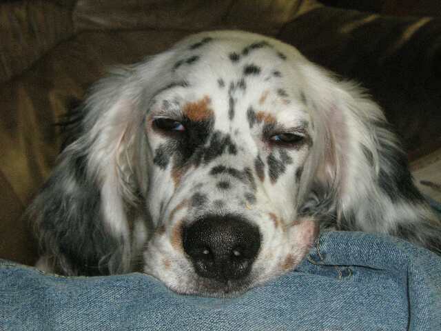 cooper