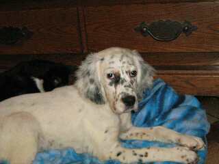 cooper