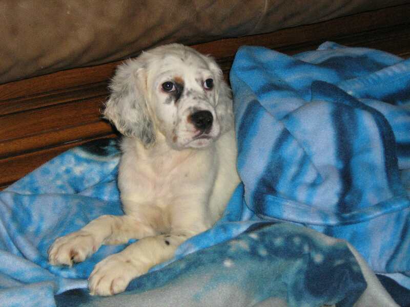 cooper