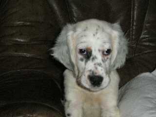cooper