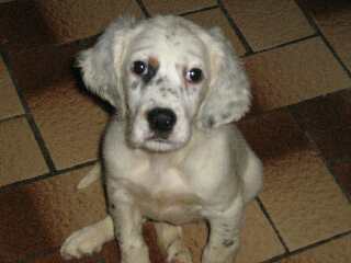 cooper