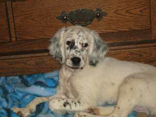 cooper